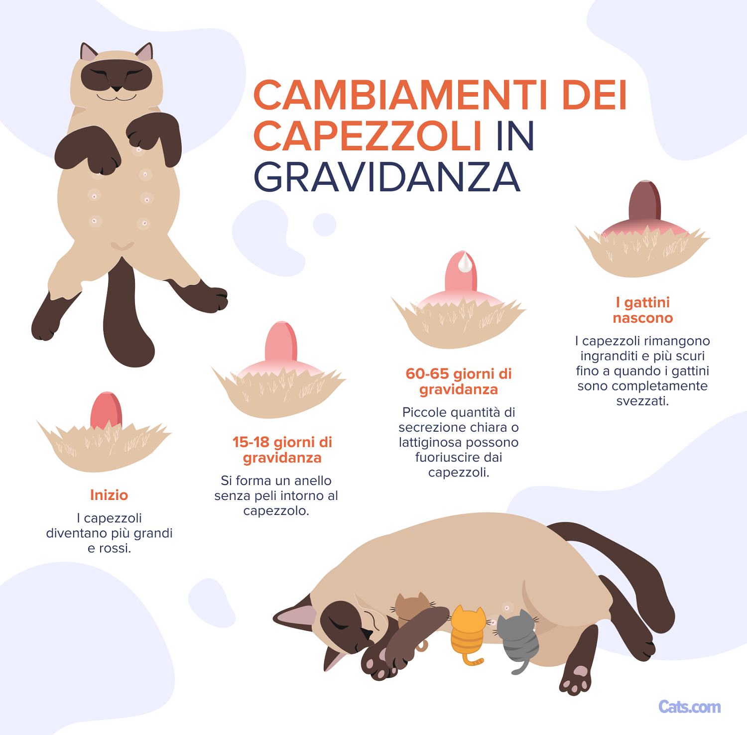 Cambiamenti del capezzolo in gravidanza