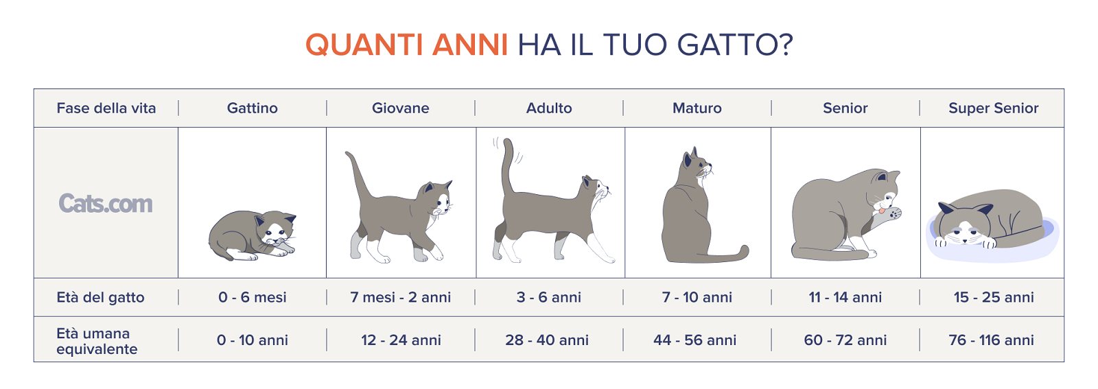 Tabella dell'età del gatto: quanti anni ha il mio gatto?