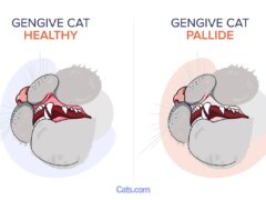 Gengive pallide nei gatti