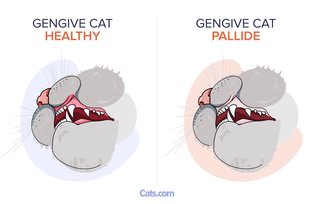 Gengive pallide nei gatti