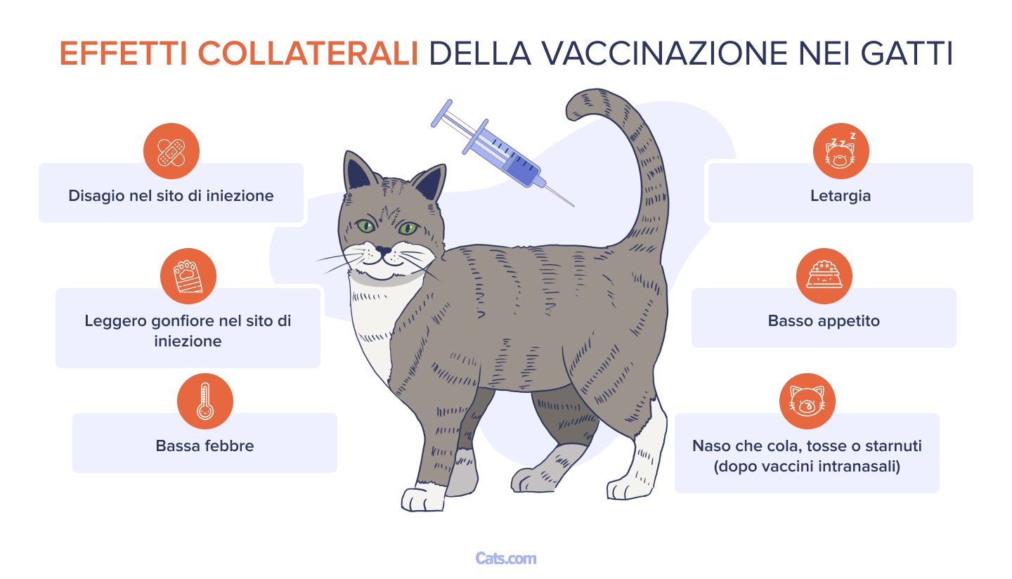 Effetti collaterali della vaccinazione del gatto