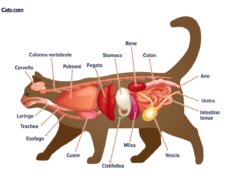 Un'immagine relativa agli organi felini, che probabilmente illustra l'anatomia degli organi interni di un gatto.