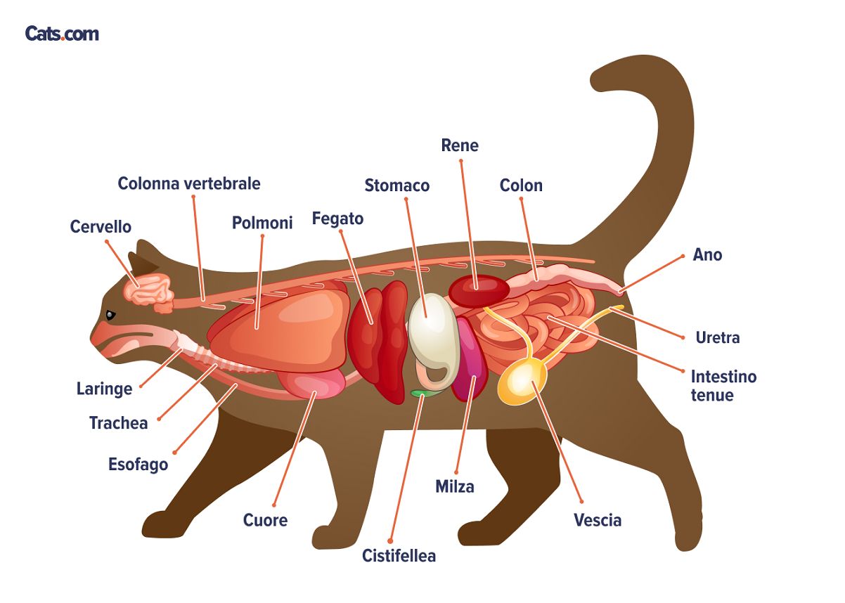 Un'immagine relativa agli organi felini, che probabilmente illustra l'anatomia degli organi interni di un gatto.