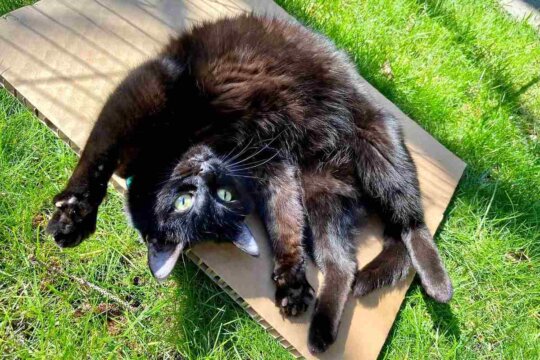 I 5 Tipi di personalità dei gatti: qual è il tuo gatto?
