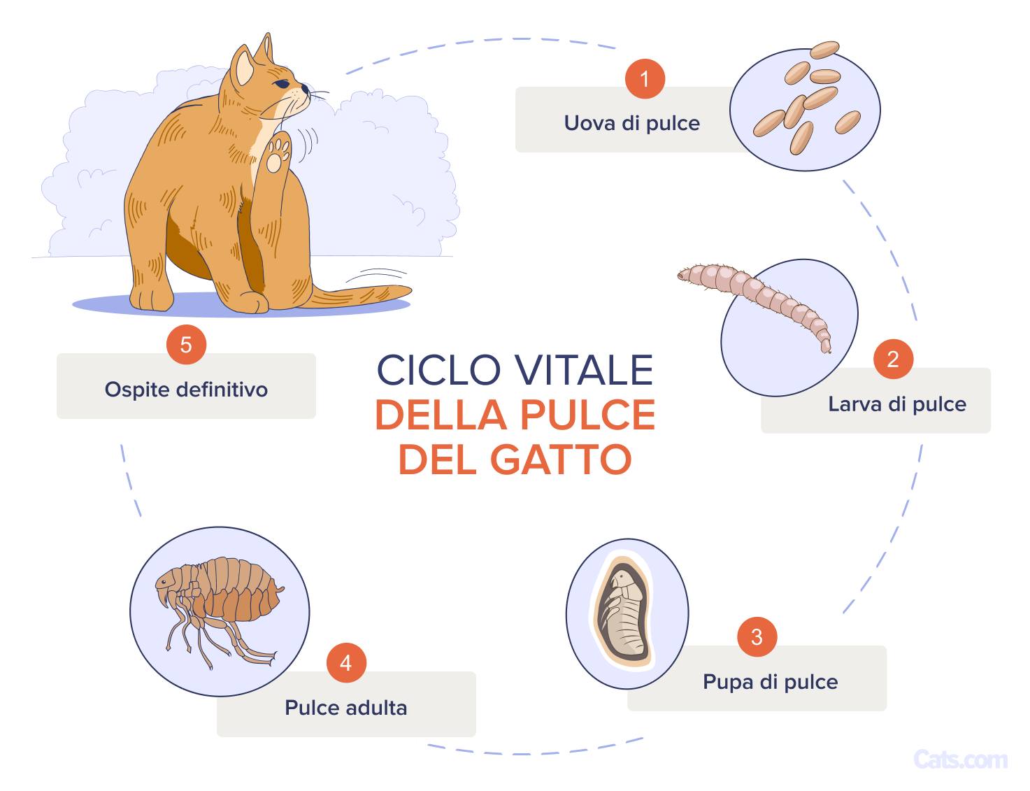 Illustrazione delle cause delle pulci nei gatti