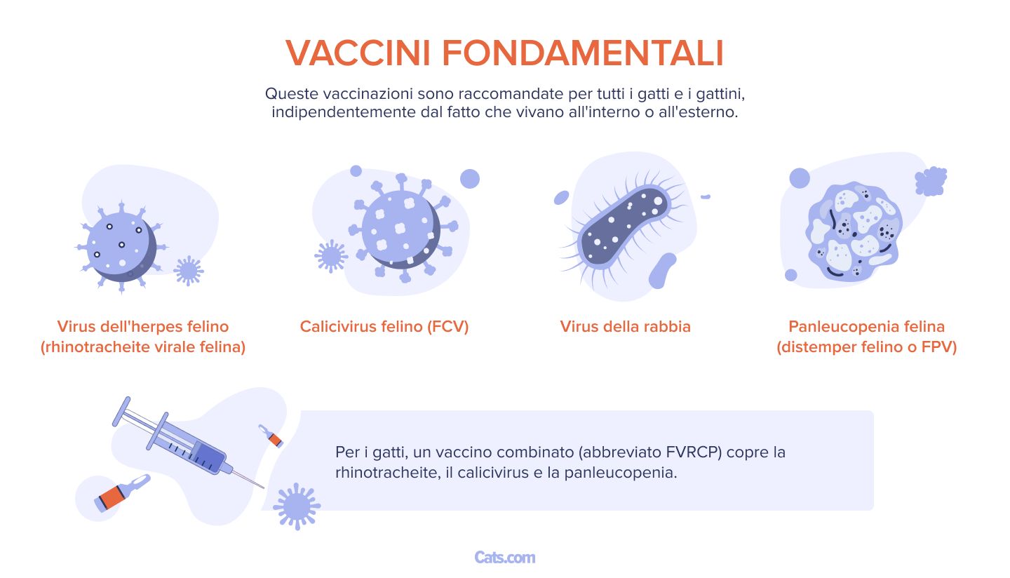 Di quali vaccini hanno bisogno i gatti?
