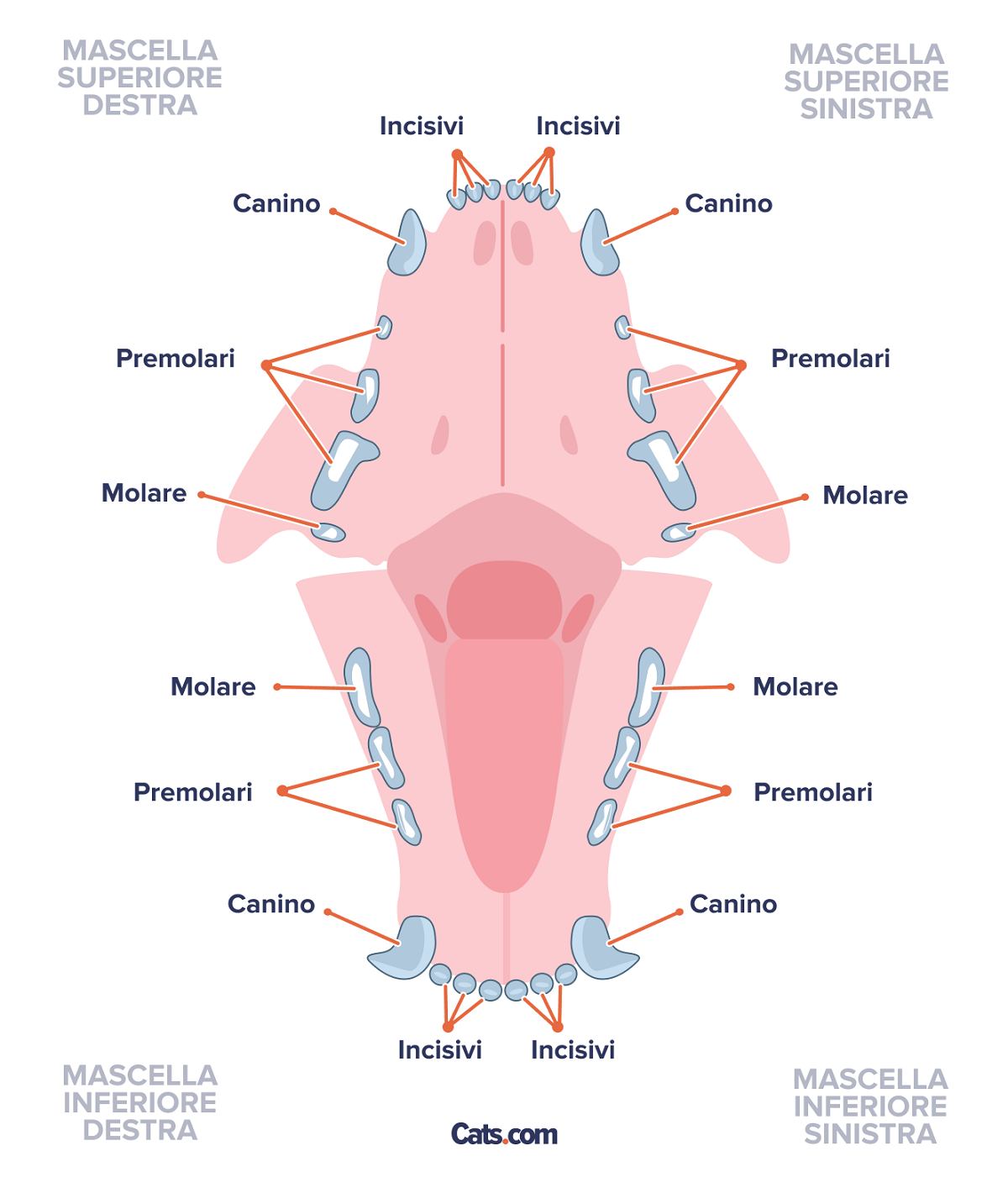 Denti