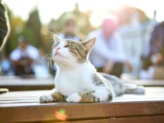 Gatto sulla strada di Istanbul Turchia