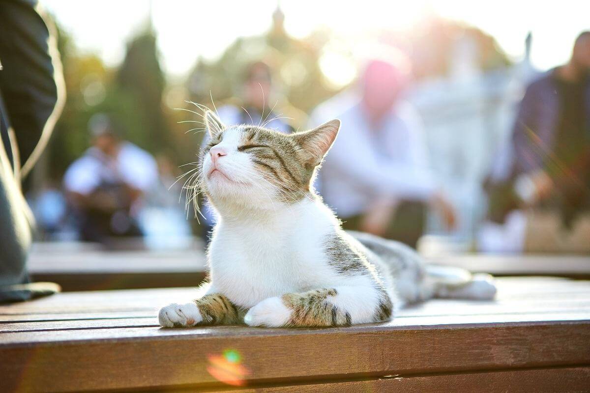 Gatto sulla strada di Istanbul Turchia