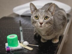 GoodVets Cat At Vet