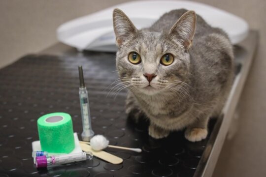 Con quale frequenza dovresti portare il tuo gatto dal veterinario?