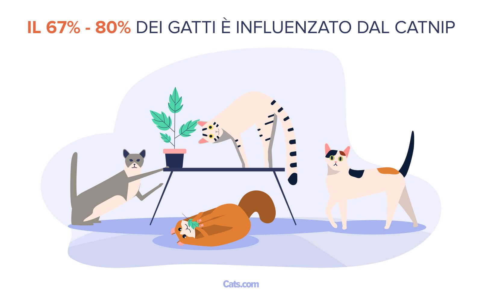 La mania dell'erba gatta