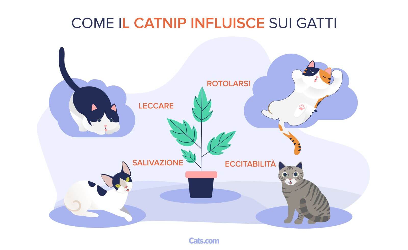 Cosa fa l'erba gatta ai gatti?