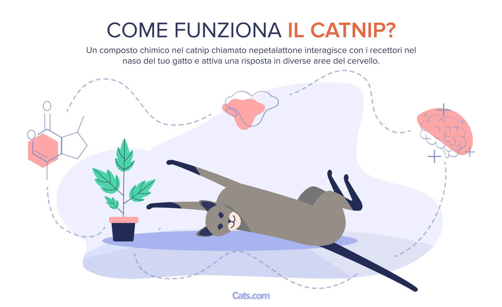 Come funziona l'erba gatta?