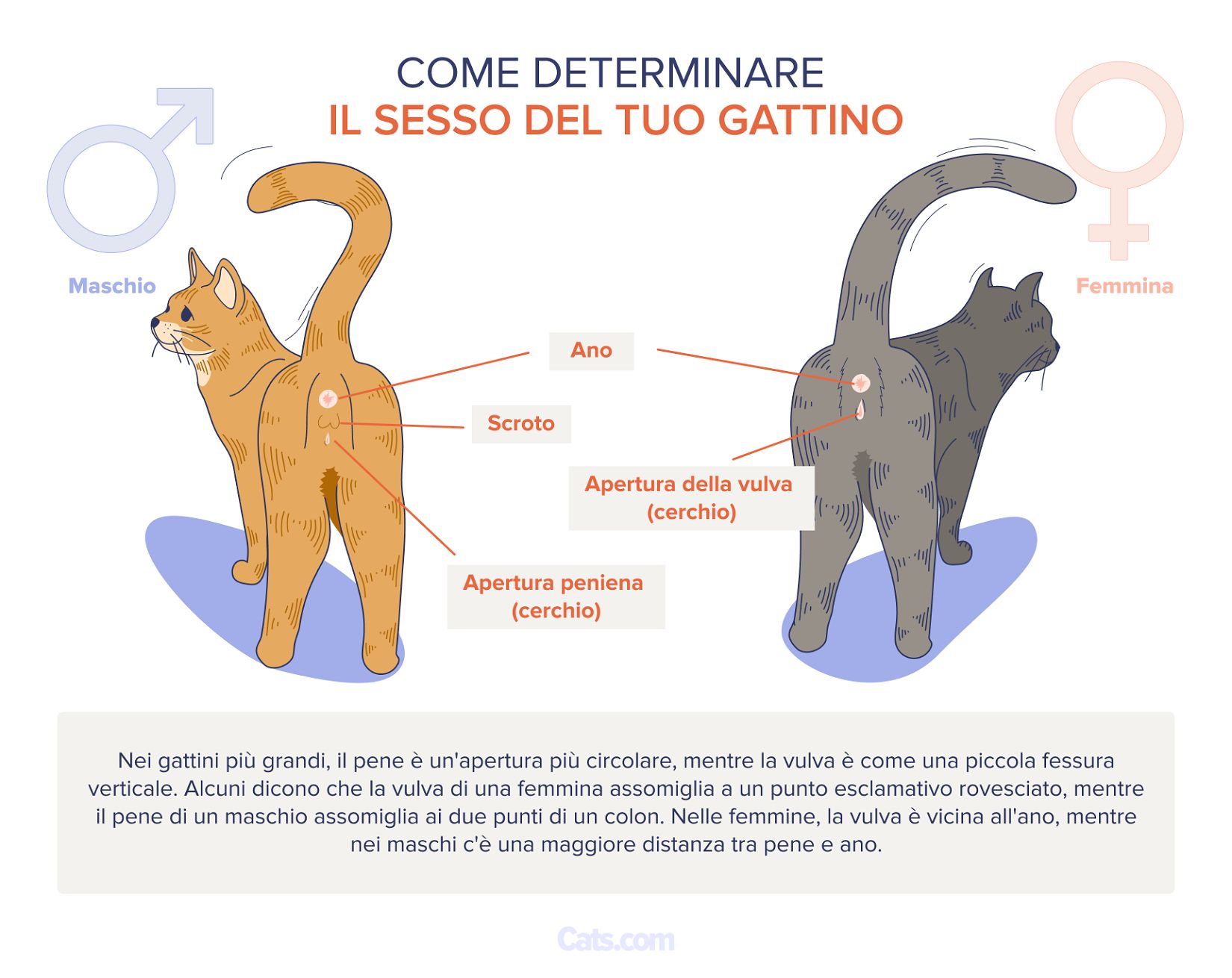 Determinare il sesso dei gattini