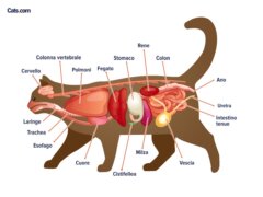 Organi dei gatti