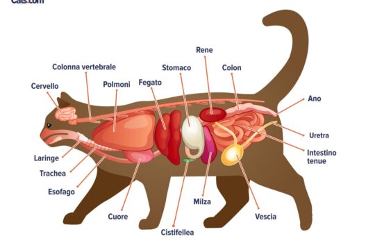 Guida all'anatomia del gatto