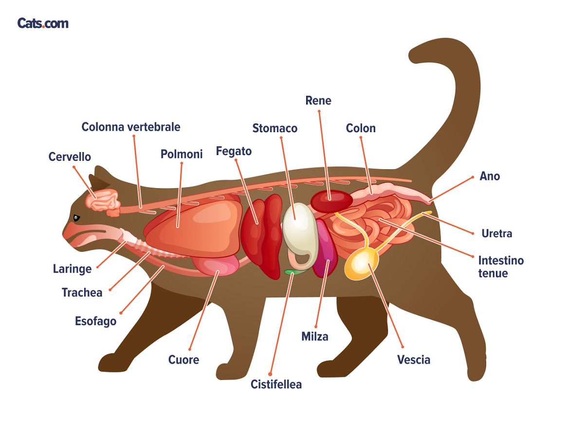 Organi dei gatti