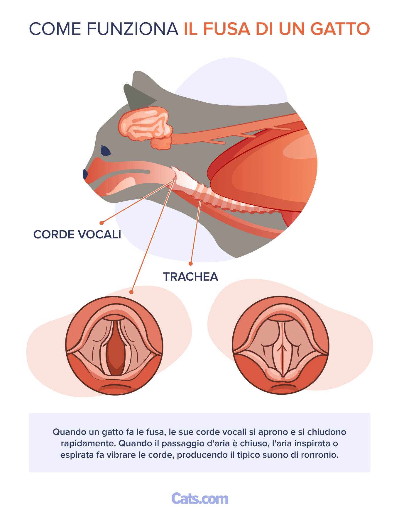 Perché i gatti fanno le fusa?