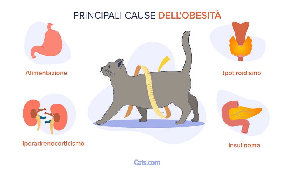 Principali cause dell'obesità