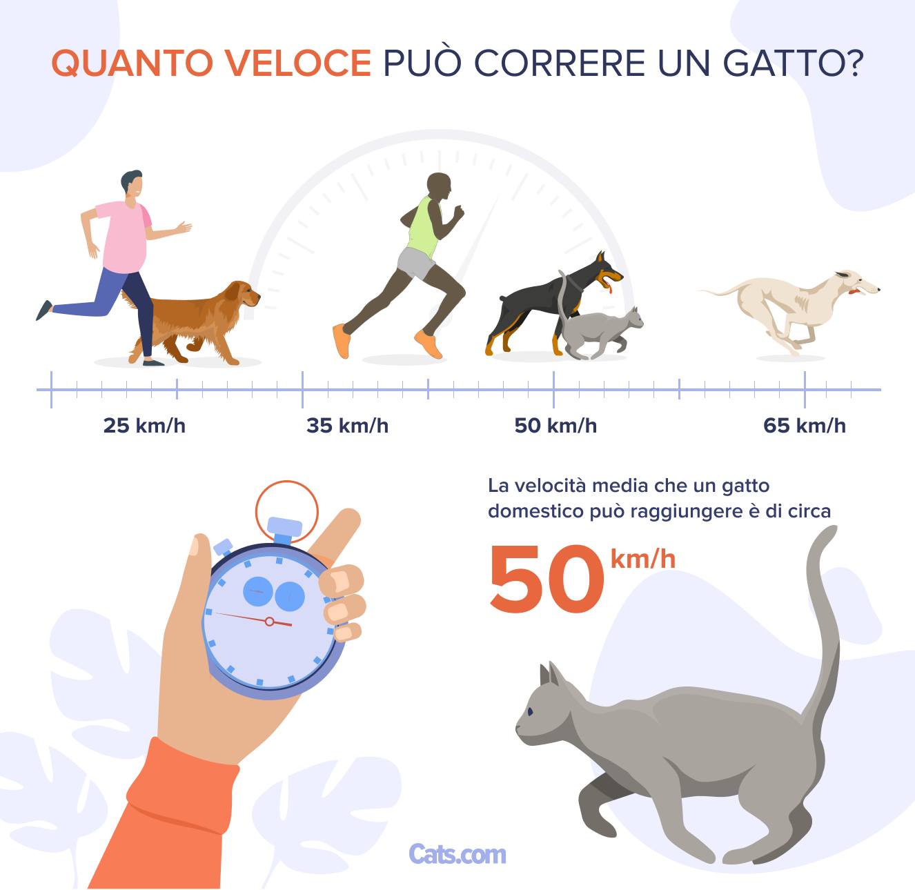 Quanto velocemente può correre un gatto