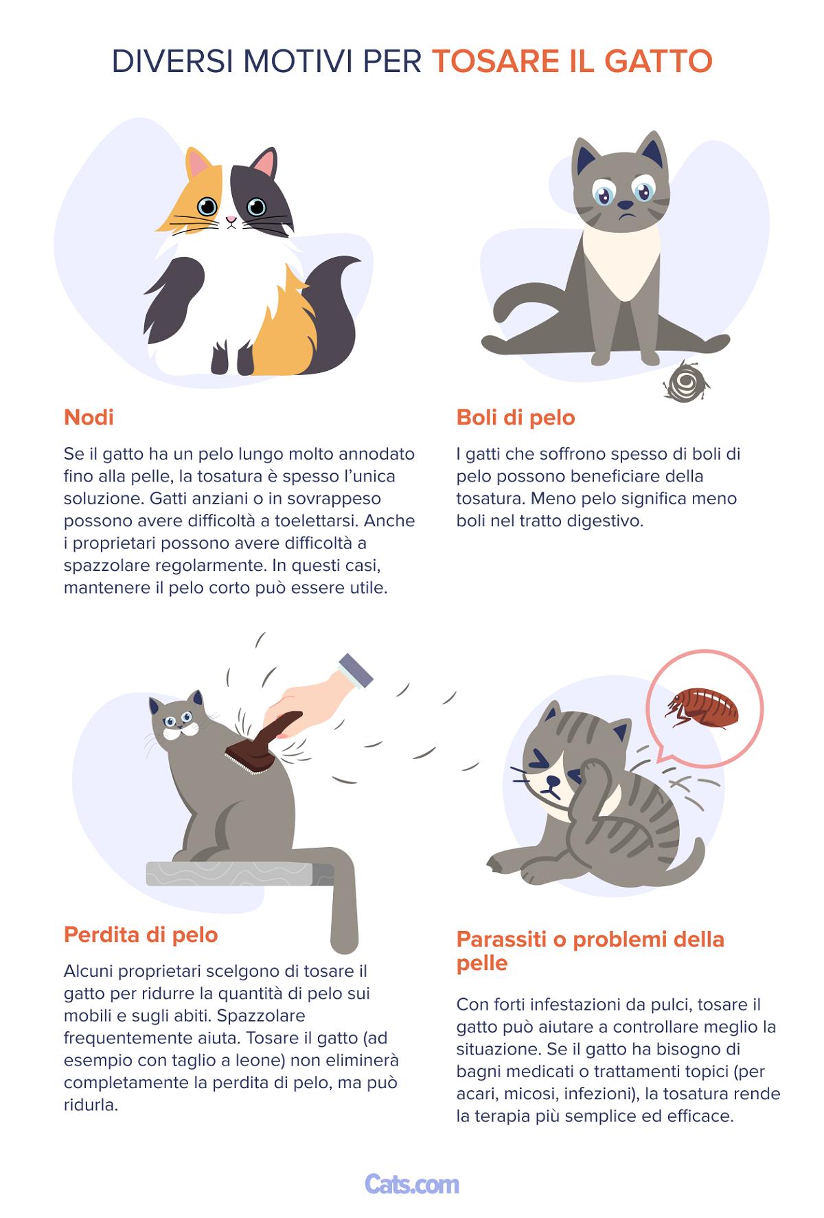 Motivi per cui tagliare il pelo del gatto