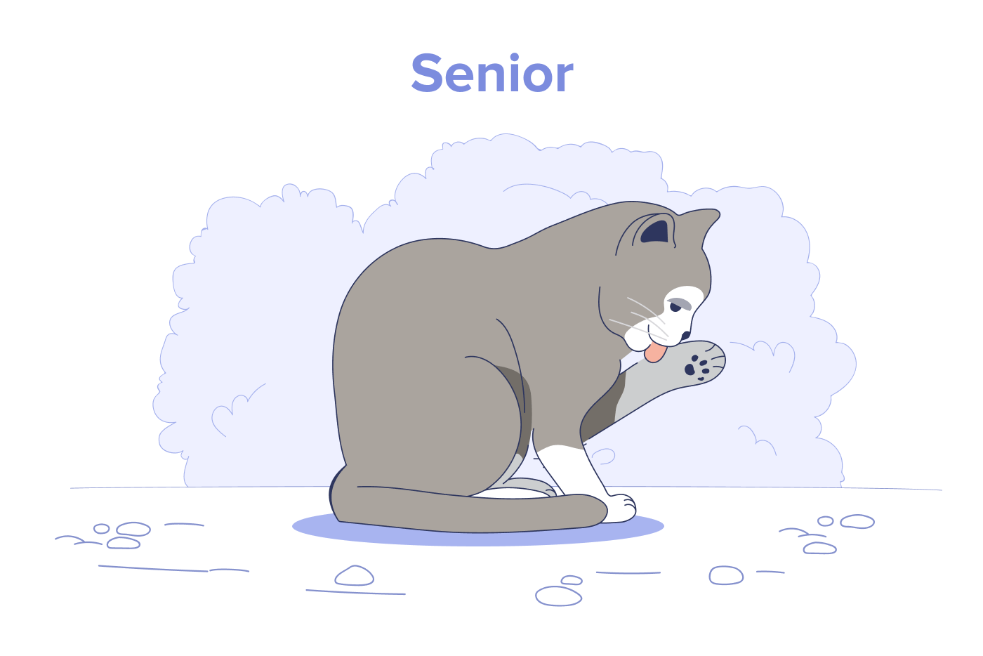 Anni da senior (11+ anni)