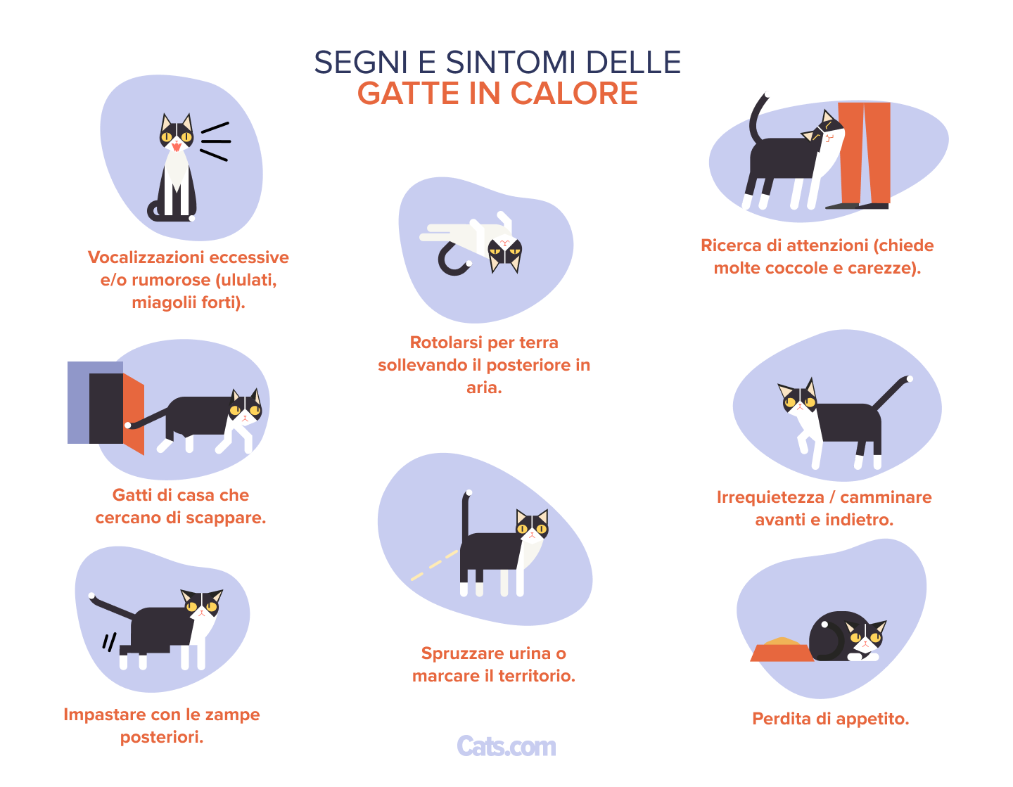 8 segnali che la tua gatta è in calore