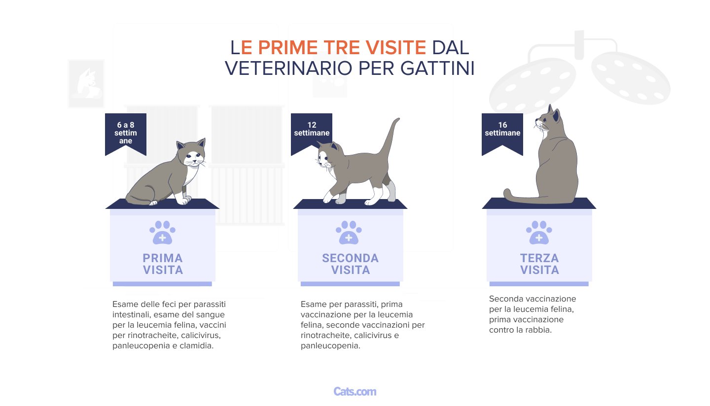 Le prime tre visite dal veterinario per i gattini.