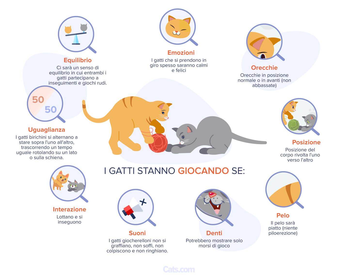 Segnali che i tuoi gatti stanno giocando