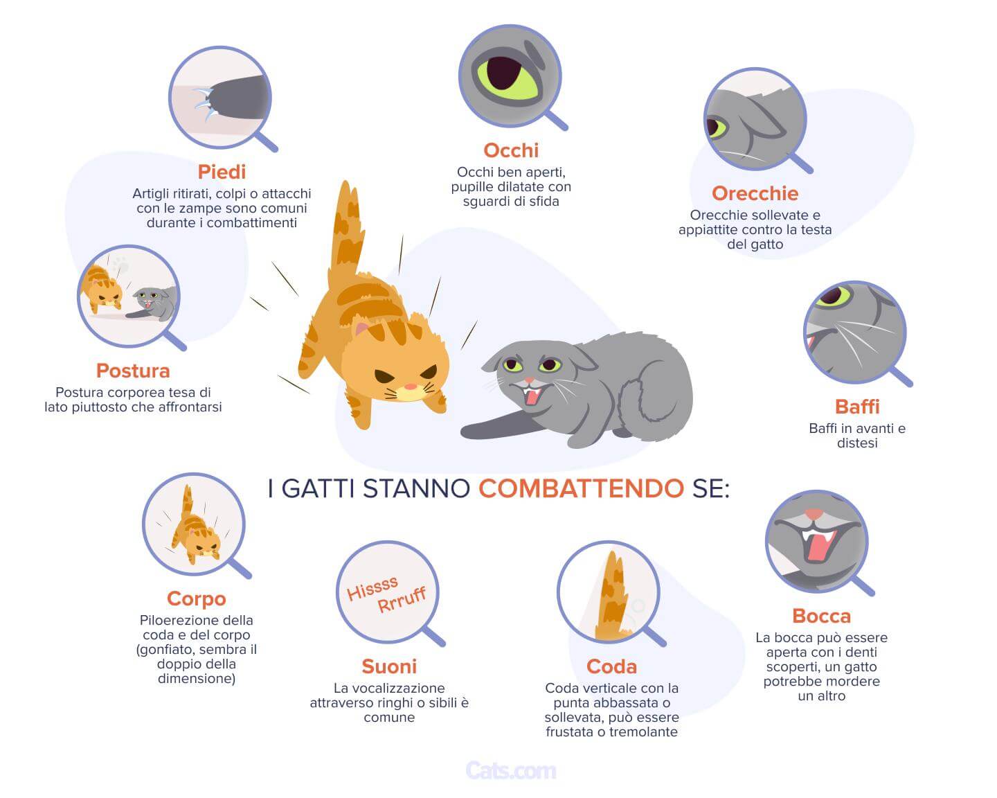 Segnali che i tuoi gatti stanno litigando