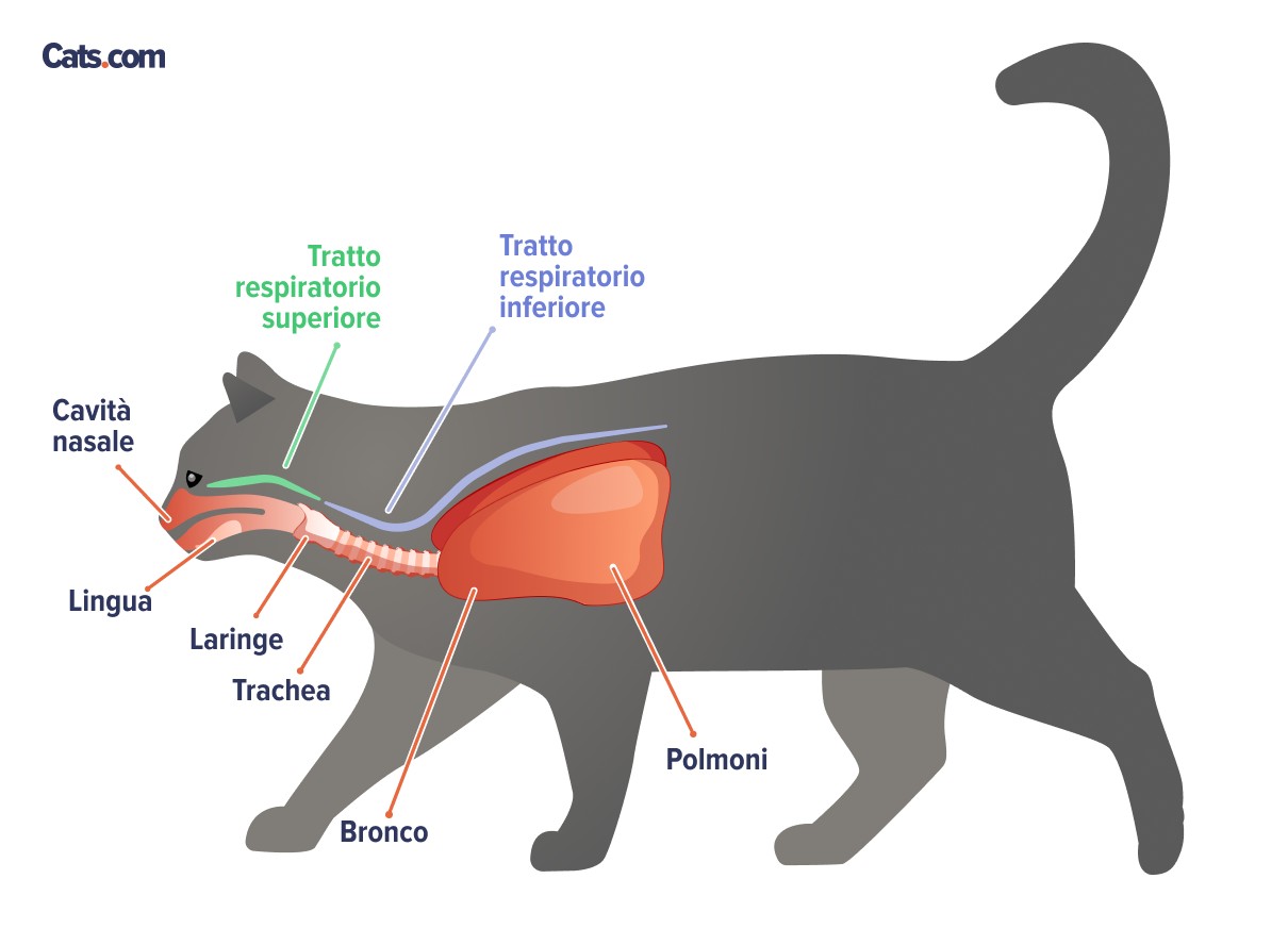 Infezioni delle vie respiratorie superiori del gatto