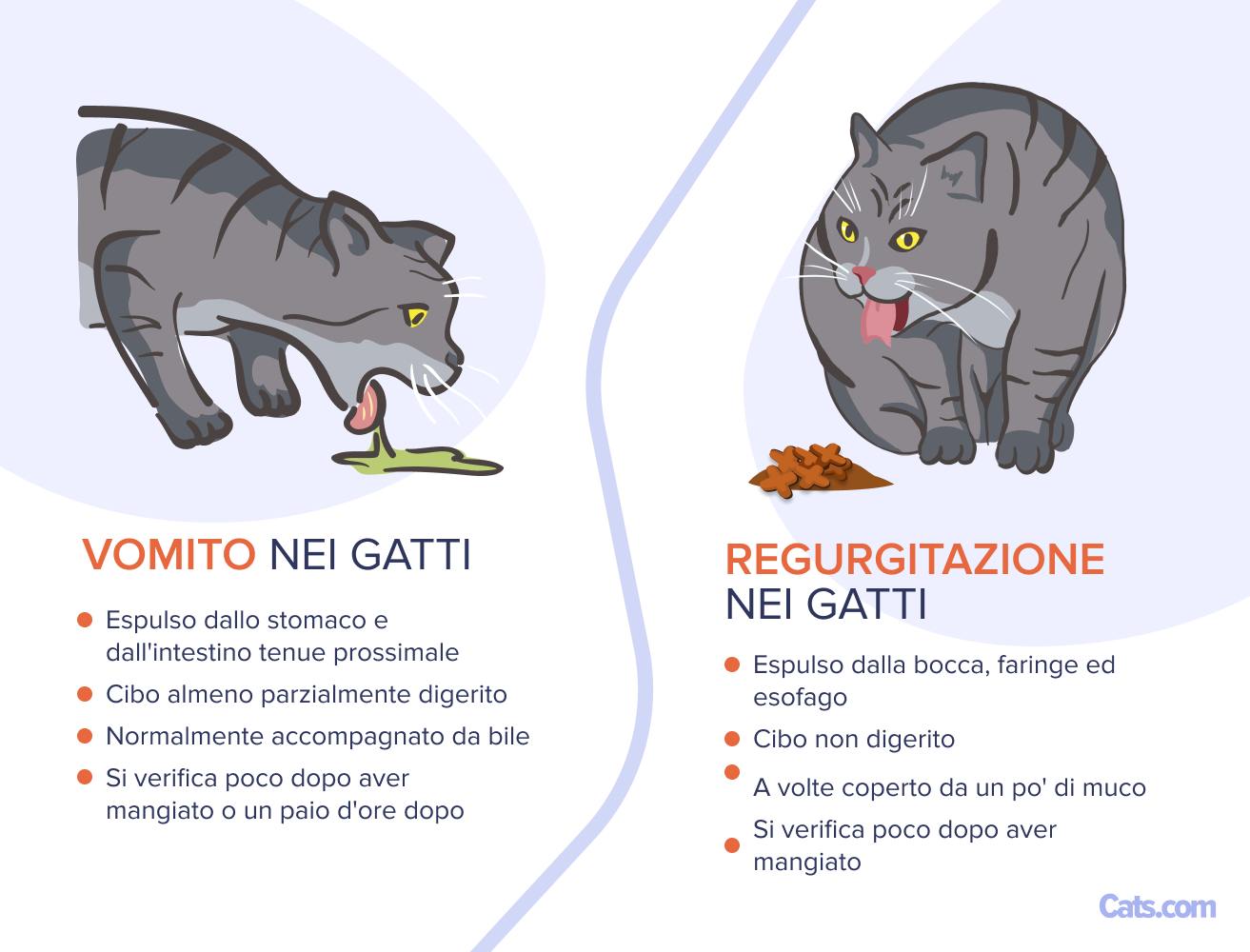 Rigurgito vs. vomito del gatto