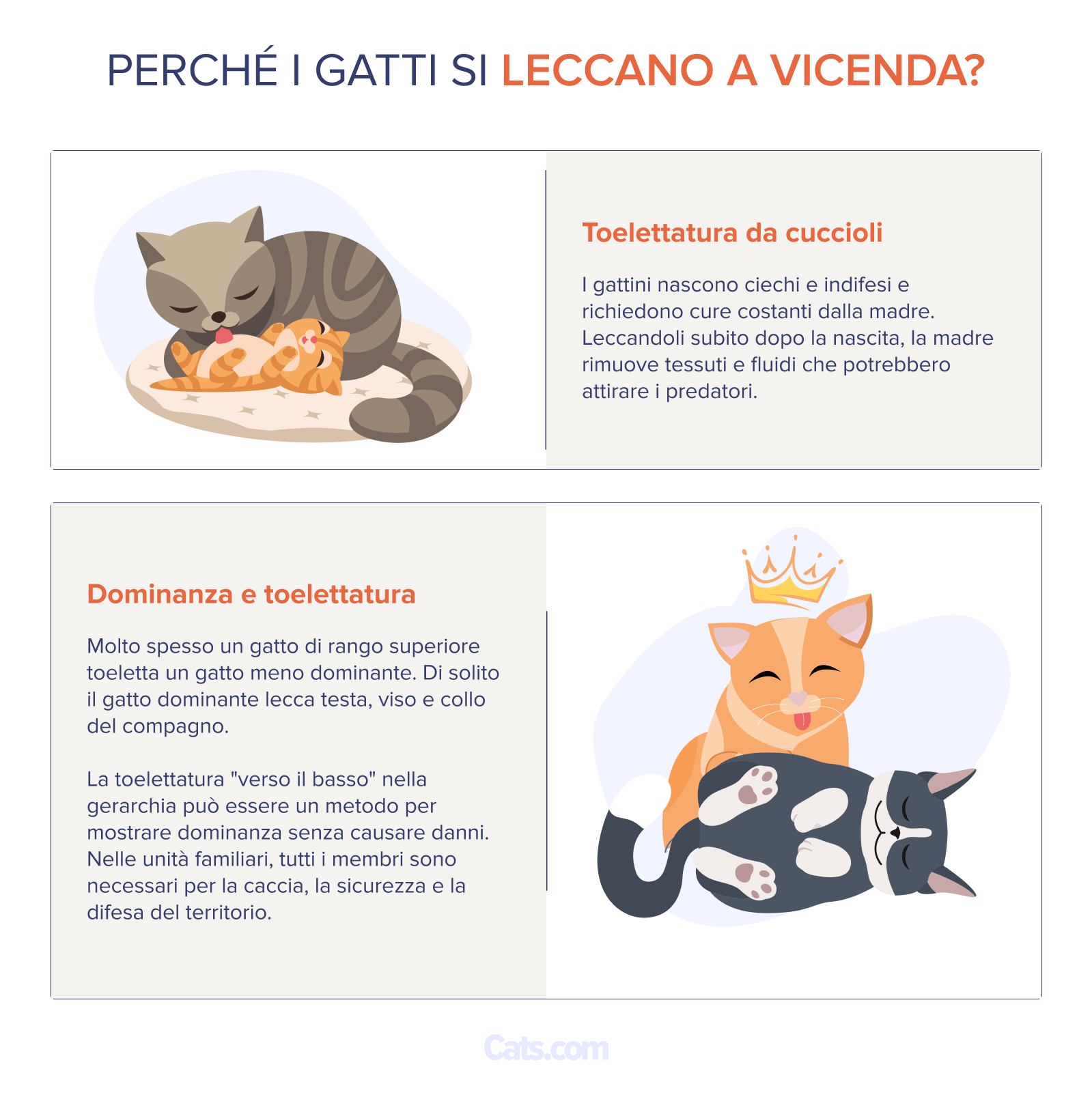 Perché i gatti si leccano a vicenda?