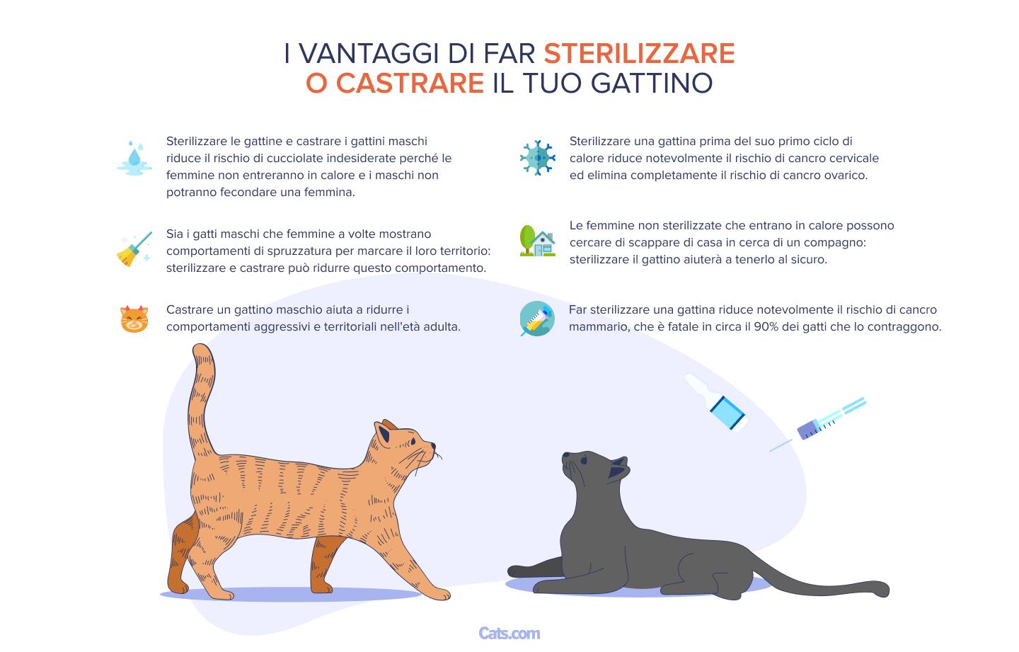 Immagine che illustra i vantaggi della sterilizzazione del tuo gattino.