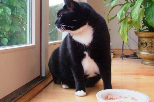 Qual è la quantità di cibo corretta da dare a un gatto?