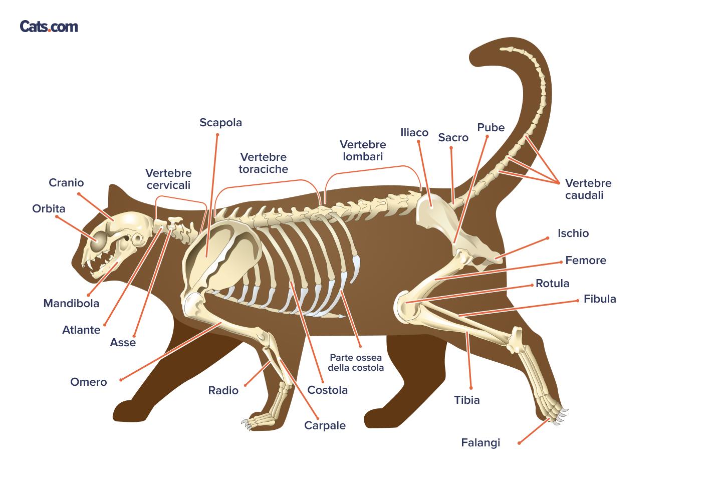 Ossa etichettate dello scheletro del gatto