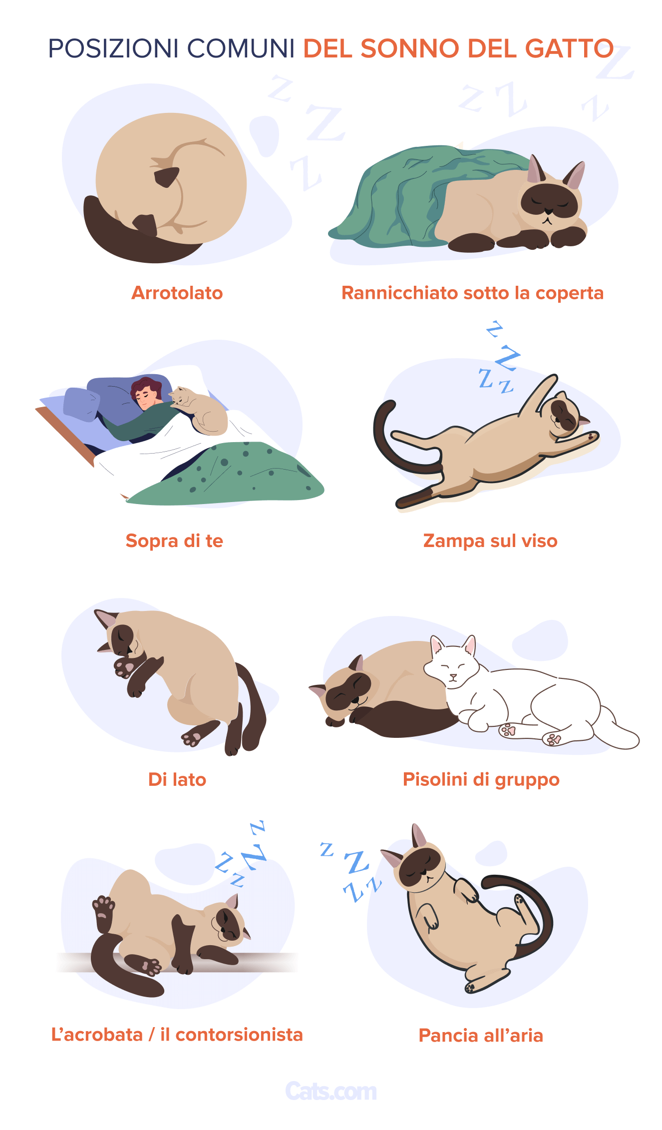Tabella delle posizioni del sonno del gatto