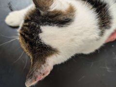cat with ear skin problem