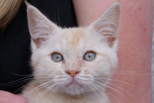 L'affaticamento dei baffi nei gatti è un fenomeno reale?