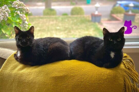 Le famiglie con più gatti sono più stressanti?