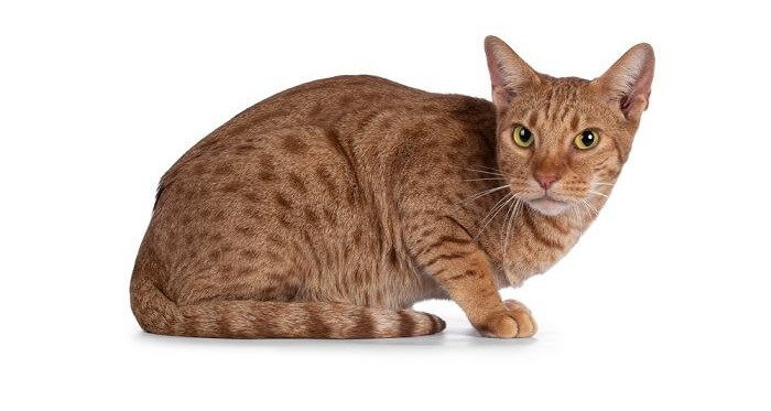 Gatto Ocicat