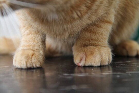 Come curare un gatto con la zampa gonfia