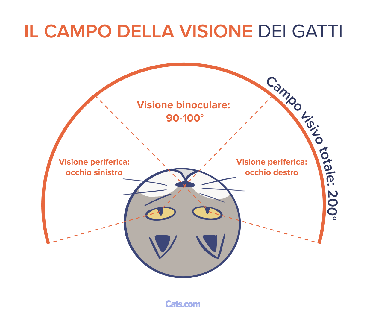 Campo visivo