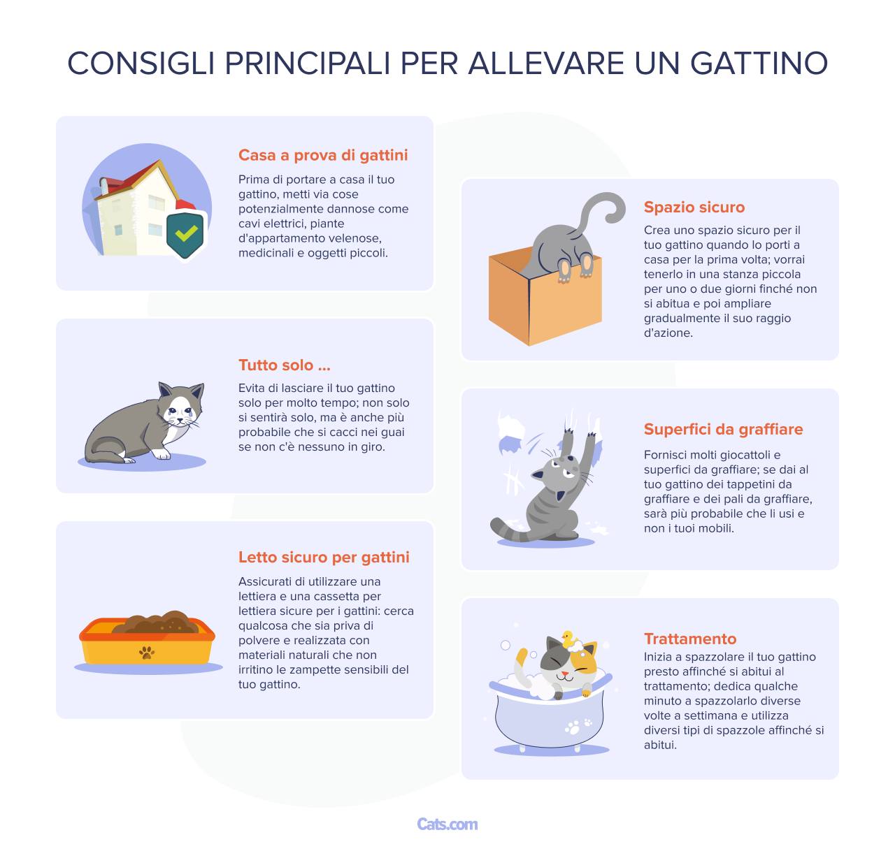 Immagine con i migliori consigli per crescere un gattino.