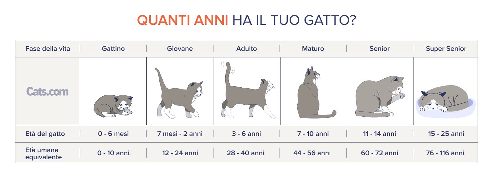 Grafico del calcolatore degli anni del gatto