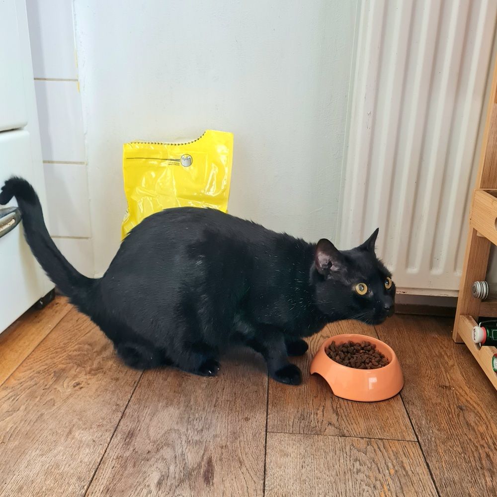 Friskies Manzo, Pollo e Verdure