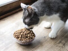 Kirkland Signature Maintenance Cat Chicken & Rice Formula