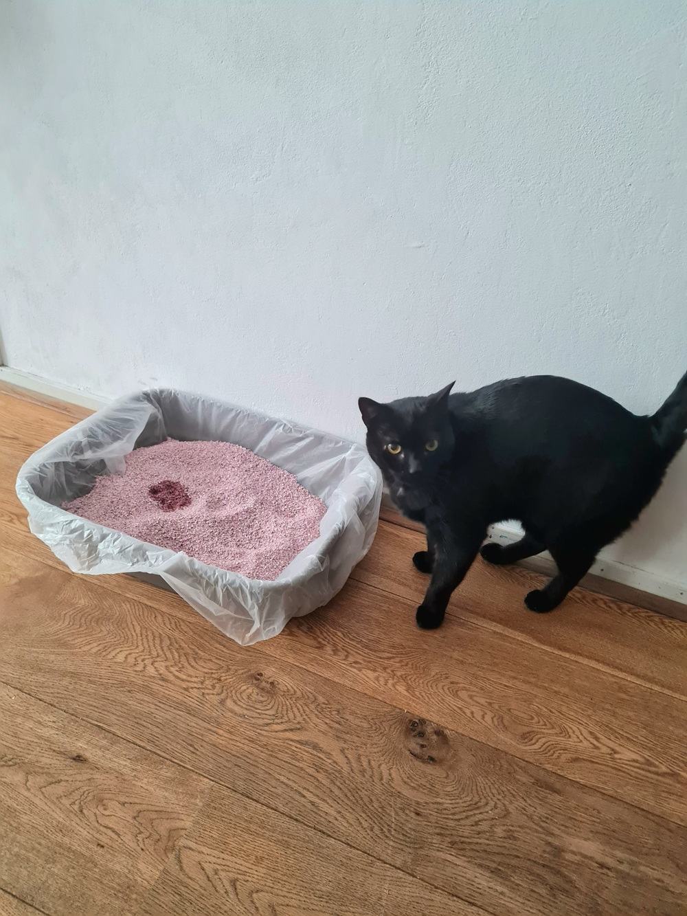 Lettiera per gatti Sanicat 7 giorni Aloe Vera