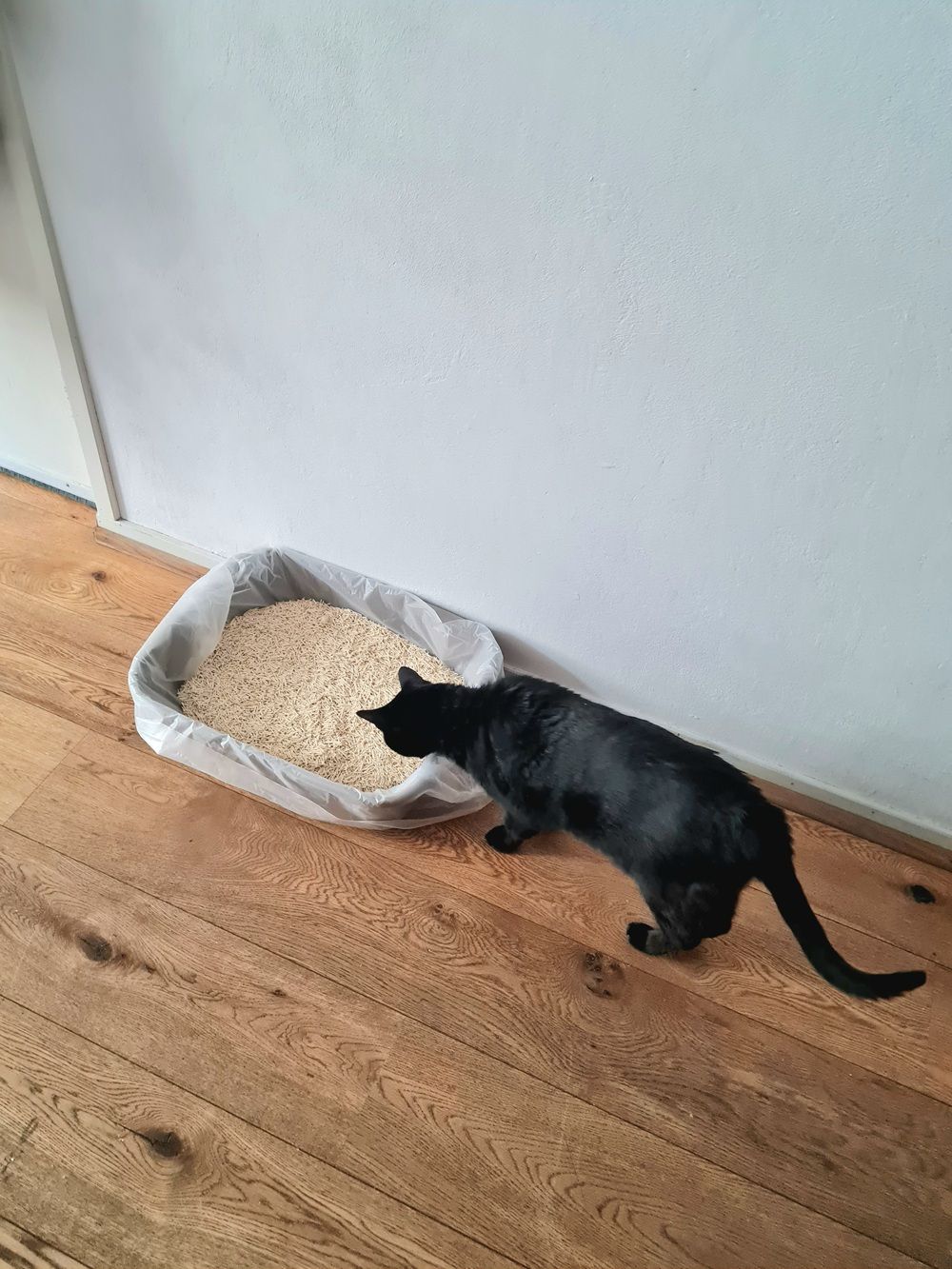 Lettiera per gatti Tigerino al tofu vegetale
